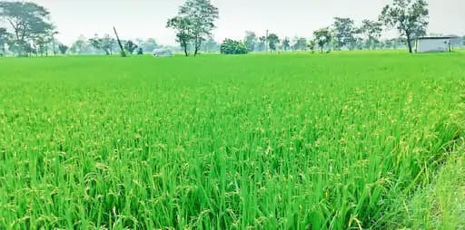 अंबिकापुर, छत्तीसगढ़ – हाइब्रिड धान की फसल में इस वर्ष अक्टूबर में बालियां निकलने लगी हैं, जो किसानों के लिए एक सकारात्मक संकेत है।