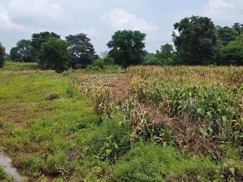गरियाबंद जिले के देवभोग और अमलीपदर क्षेत्र में हाल ही में आई बाढ़ ने किसानों की मक्का फसल को भारी नुकसान पहुँचाया है।
