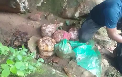 कोडलियार में 5-5 किलो की 5 कूकर आईईडी, मौके पर नष्ट की