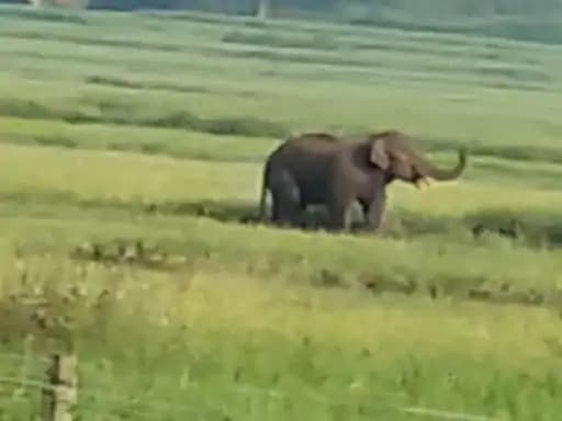 सुरगुजा जिले के ग्राम पंचायत रिरिदंडपारा में बुधवार देर शाम एक दुखद घटना घटी
