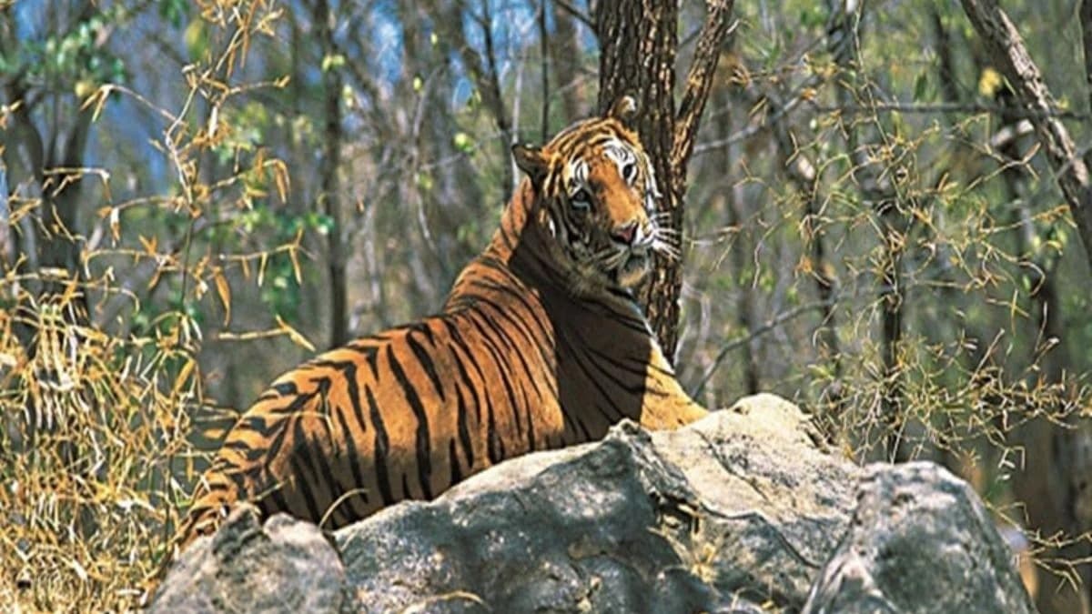 अचानकमार टाइगर रिजर्व (ATR) में बाघों की संख्या में अभूतपूर्व वृद्धि हुई है।