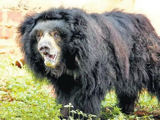 कोरबा जिले के नोनबिर्रा गांव में एक किसान पर भालू के हमले की घटना ने क्षेत्र में सनसनी मचा दी है।