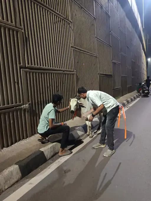 हाईवे पर बैठे मवेशियों के गले में रेडियम बेल्ट बांधे गए