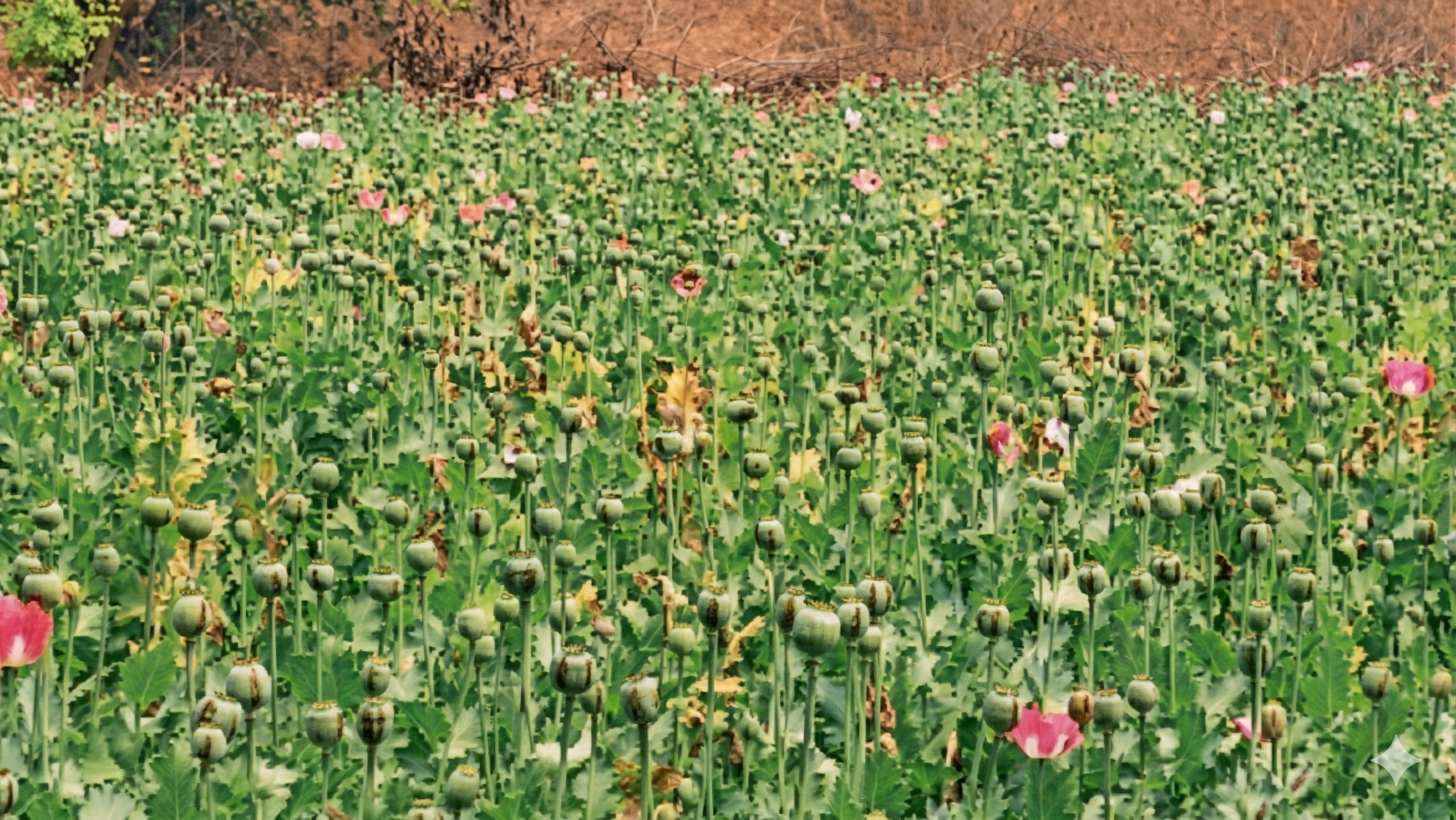 छत्तीसगढ़ में 'अफीम' पर सियासी संग्राम: मंत्रियों के गृह जिलों में खेती से भड़की कांग्रेस; भाजपा का पलटवार— "नशे का हाईवे पिछली सरकार की देन"